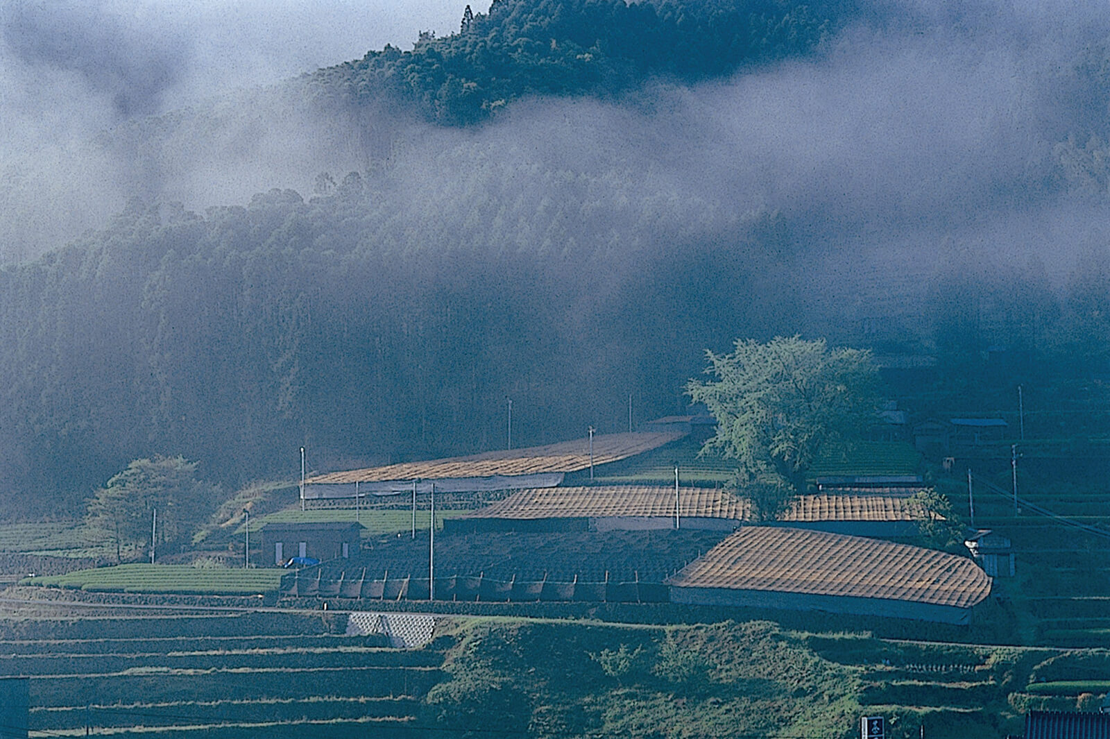 星野製茶園　2個セット 星野製茶園 2個セット 星野製茶園 オンラインショップ / ギフト袋入セット